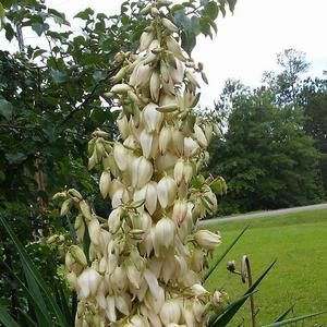 Meet your Posher, Toni